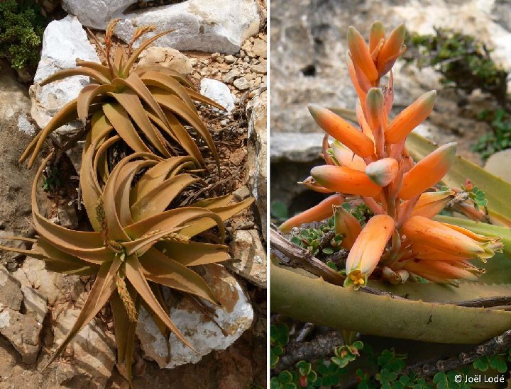 Aloe jawiyon Jabal Buzairi, Socotra ©JLcoll.4814